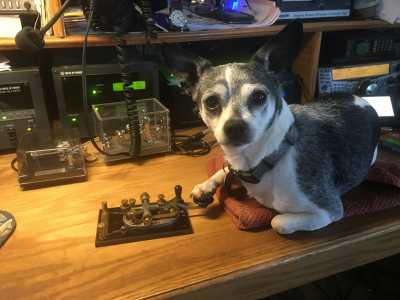Perro radioaficionado CW Perro radioaficionado CW