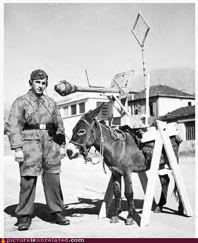 20099320244_wtf_pics_donkey_tank.jpg